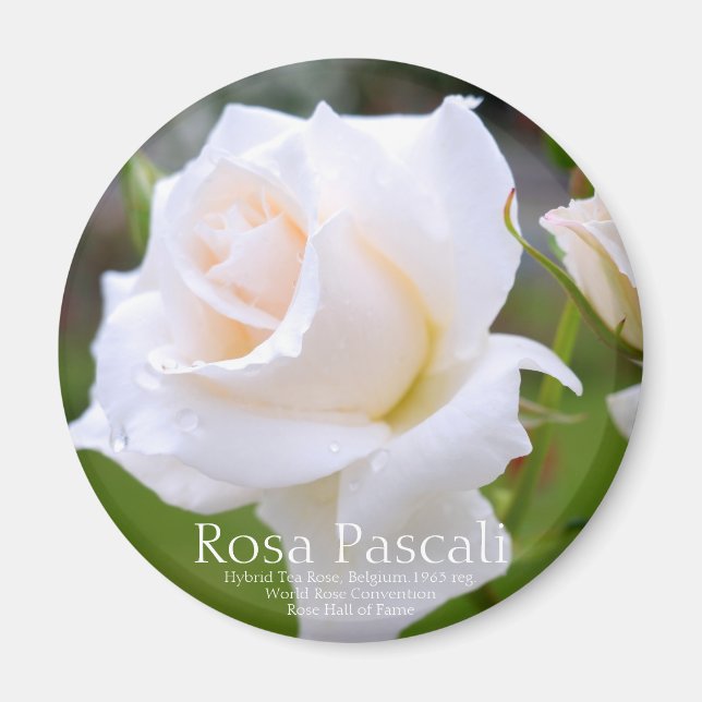 Aimant Rosa Pascali [aimant rond] (Devant)