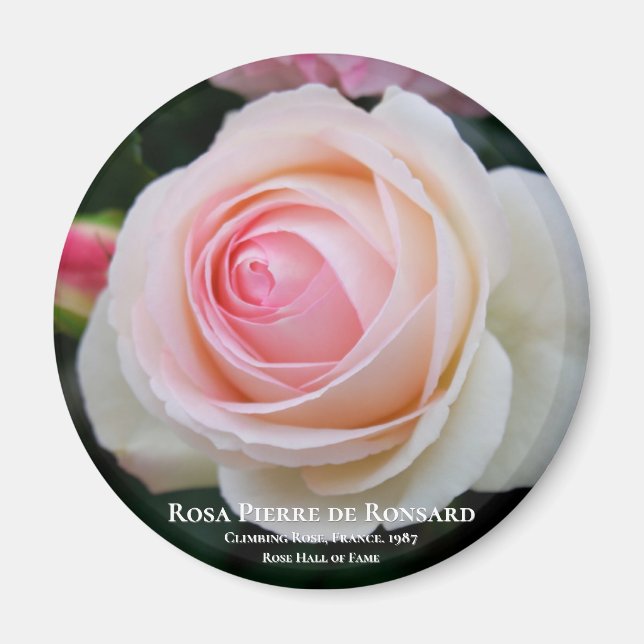 Aimant Rosa Pierre de Ronsard (Devant)