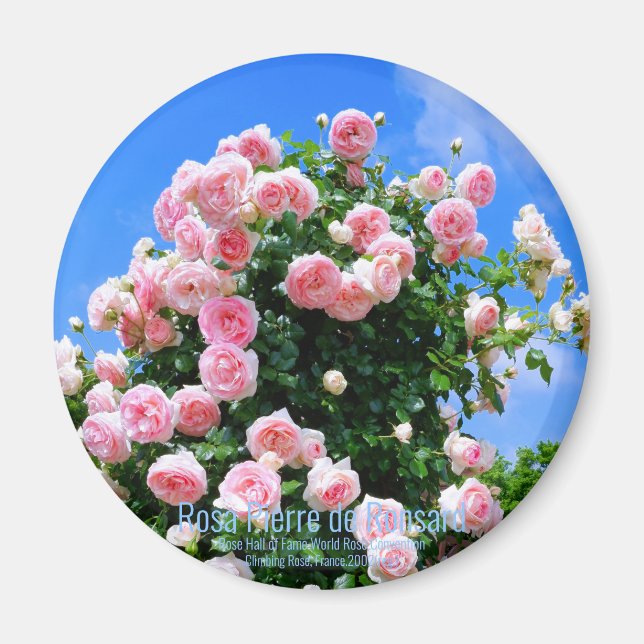 Aimant Rosa Pierre de Ronsard [Aimant rond] (Devant)