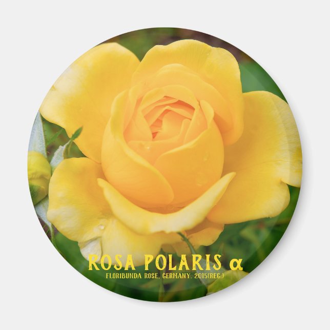 Aimant Rosa Polaris α [Aimant Rond] (Devant)