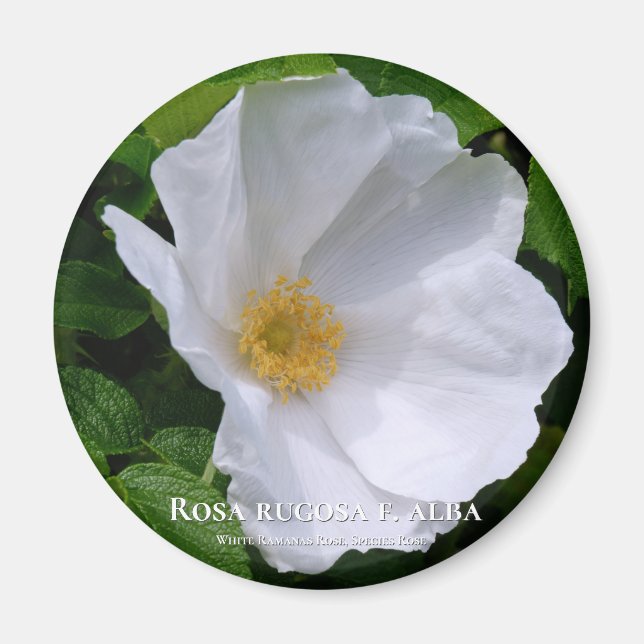 Aimant Rosa rugosa マ グ (Devant)