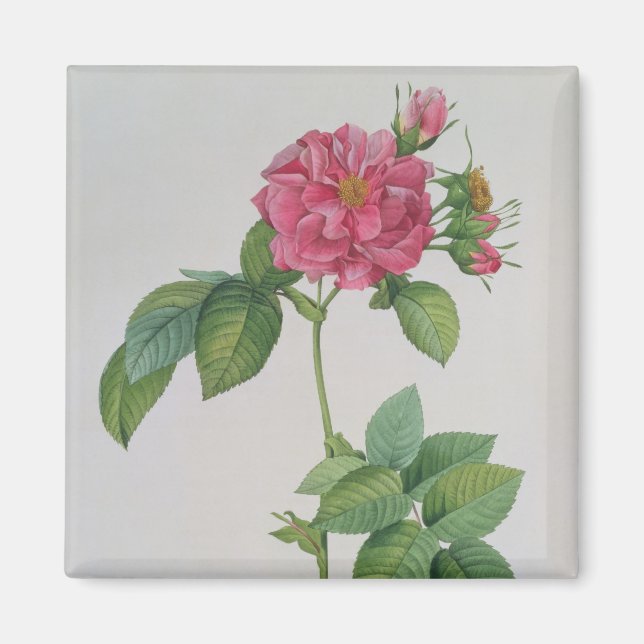 Aimant Rosa Turbinata, de, Les Roses, Vol 1, 1817 (Devant)