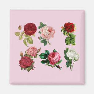 aimant rose