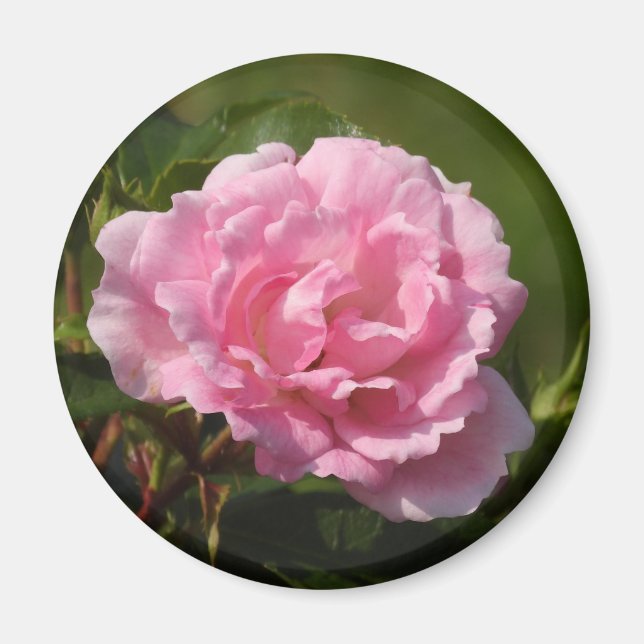 Aimant rose (Devant)