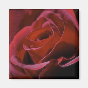 Aimant rose