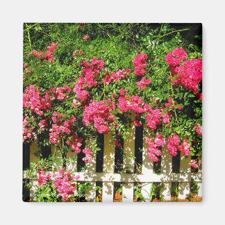 Aimant Rose