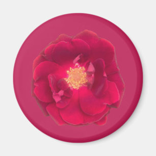 AIMANT ROSE A