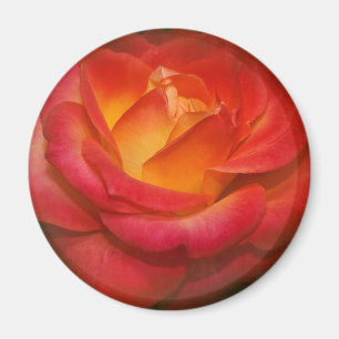 Aimant Rose à flamme sur parchemin