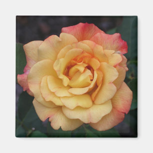 Aimant Rose Beautiful Pink and Yellow Floral