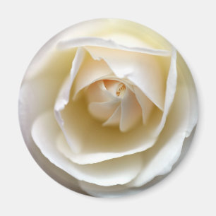 Aimant Rose blanche