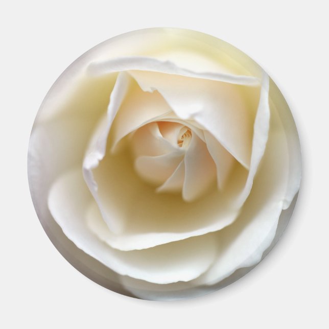 Aimant Rose blanche (Devant)