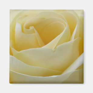 aimant rose blanche crème
