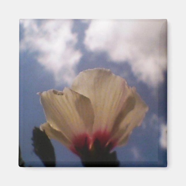 Aimant Rose blanche dans le ciel bleu nuageux (Devant)