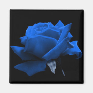 Aimant Rose de bleu