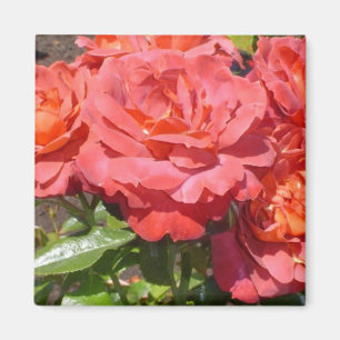 Aimant Rose de corail