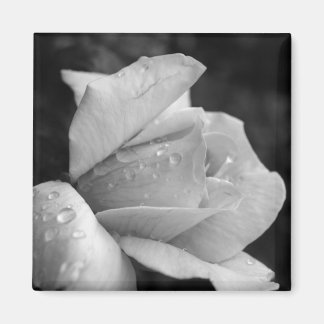 Aimant Rose de la paix