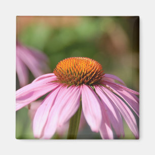 Aimant rose de marguerite