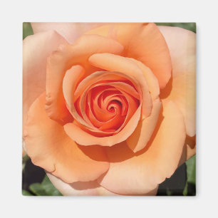 Aimant Rose de plage