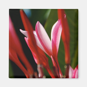 Aimant rose de Plumeria