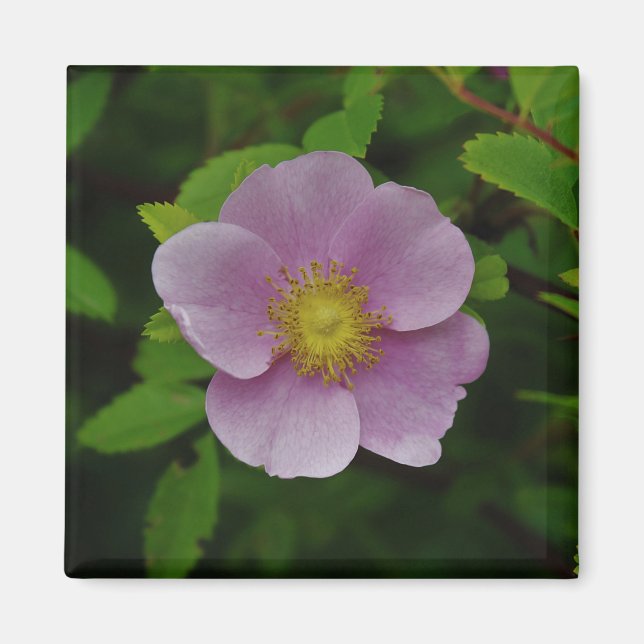 Aimant Rose de rose sauvage (Devant)