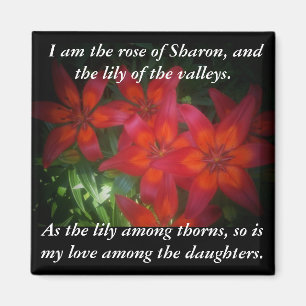 Aimant Rose de Sharon