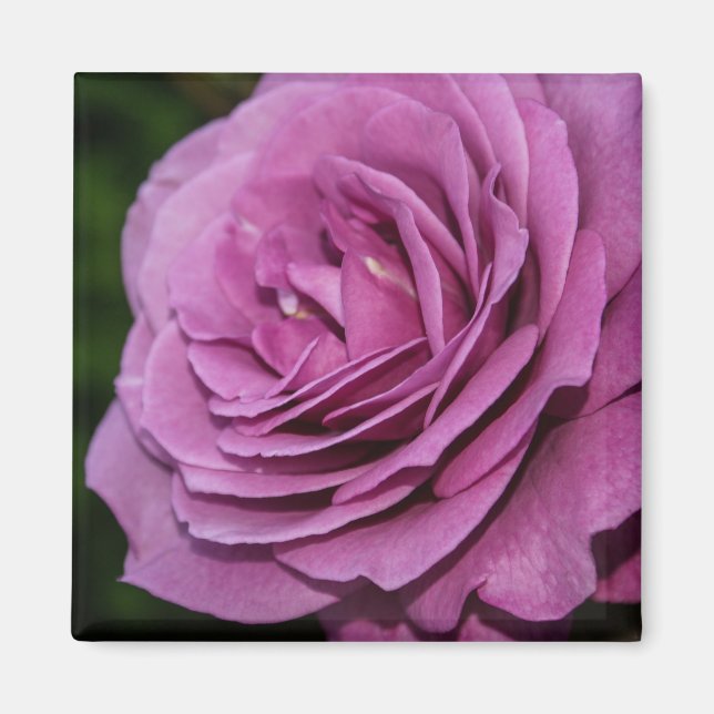 Aimant Rose du jardin Magenta (Devant)