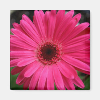 Aimant rose Gerbera