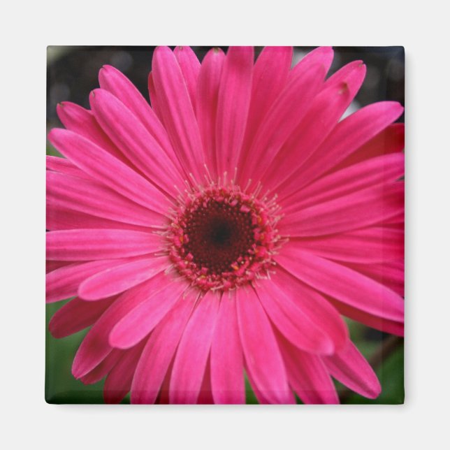 Aimant rose Gerbera (Devant)