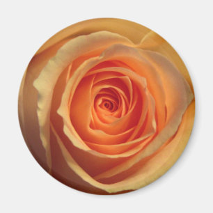 Aimant rose jaune