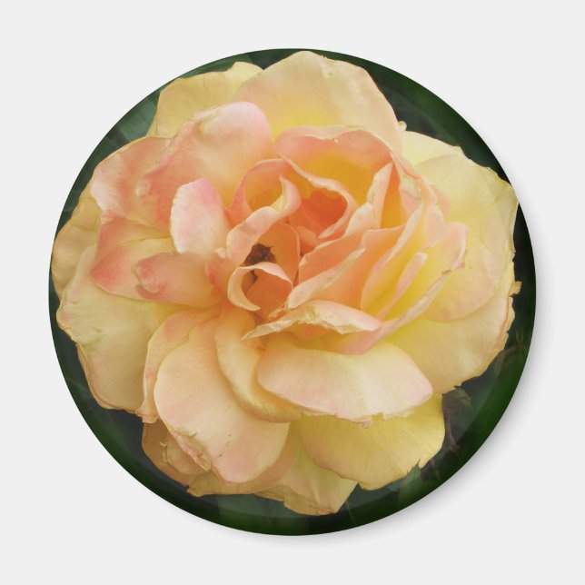 Aimant Rose jaune (Devant)