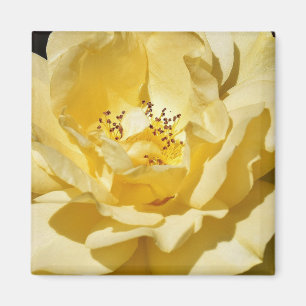 Aimant rose jaune