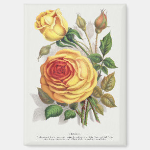 Aimant Rose jaune et orange de coucher de soleil vintage,