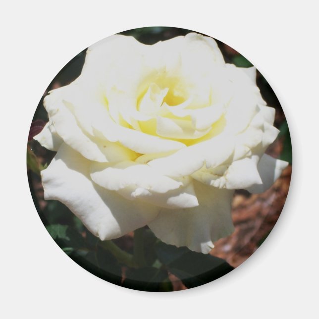 Aimant Rose jaune pâle (Devant)
