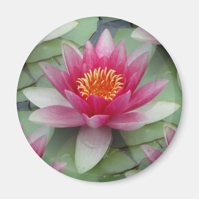 Aimant Rose Lotus Water Lily (Devant)