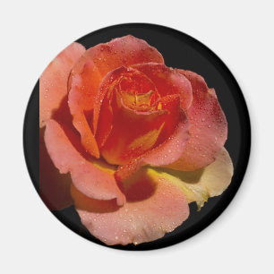 Aimant Rose orange 2