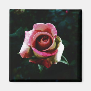 Aimant Rose Peinte à l'Huile