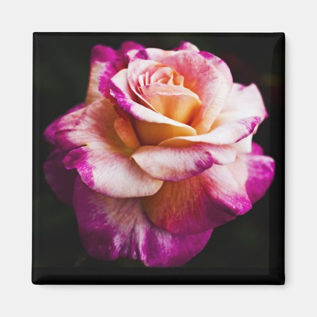 Aimant rose pour réfrigérateur et planches (Devant)