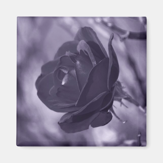 Aimant Rose Pourpre (Devant)