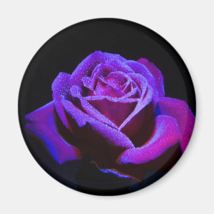 Aimant Rose pourpre avec gouttes d'eau sur Arrière - plan