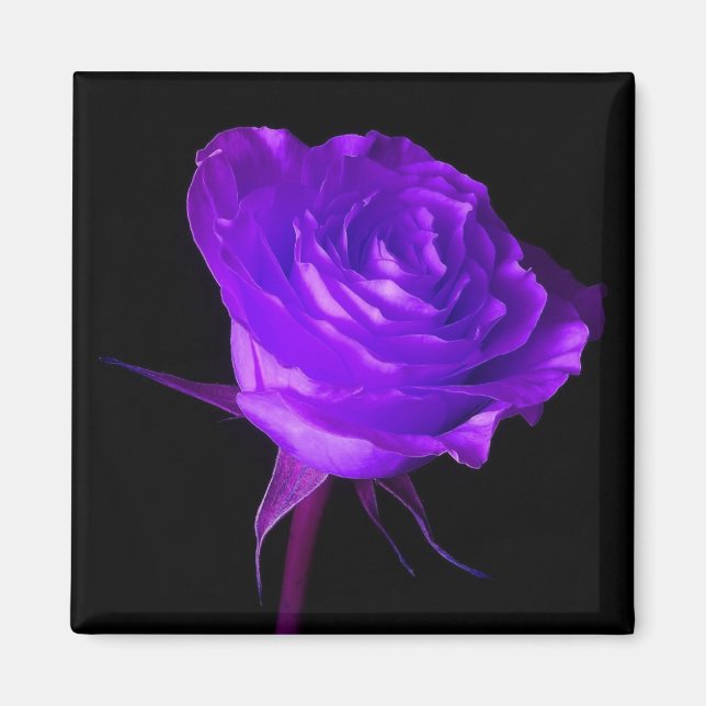 Aimant rose "Purple Glow" (Devant)