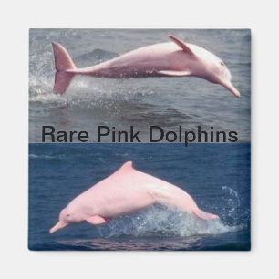 aimant rose rare de dauphins