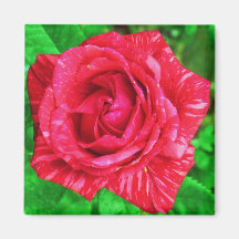 Aimant Rose Rayure Rouge sur Rouge