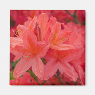 Aimant rose Rhododendron Azalea