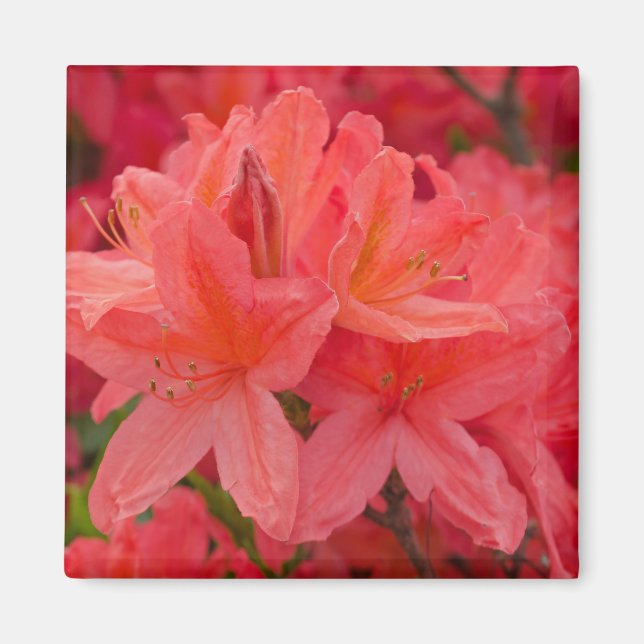 Aimant rose Rhododendron Azalea (Devant)