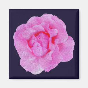 Aimant rose rose