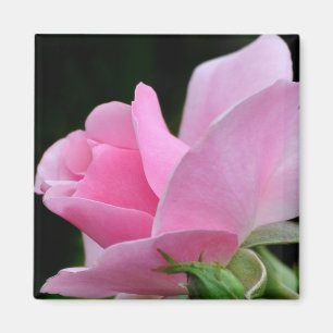 Aimant Rose rose