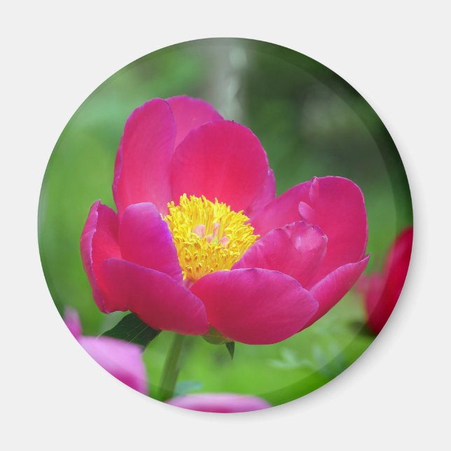 Aimant Rose rose chaud (Devant)