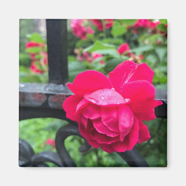 Aimant Rose rose gouttes de pluie Dew Garden Gate Photo (Devant)