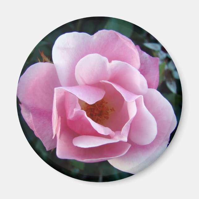 Aimant Rose rose rose (Devant)