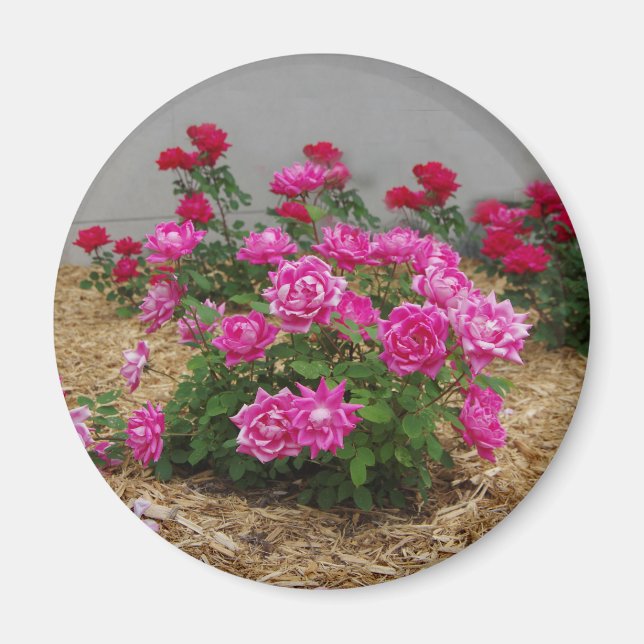 Aimant rose Roses (Devant)